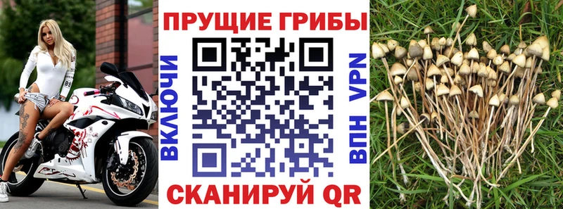 Галлюциногенные грибы Magic Shrooms  где купить наркоту  Зеленокумск 